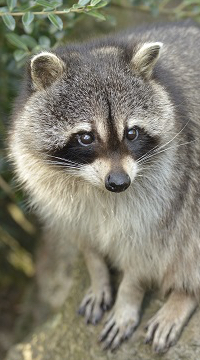 �A���C�O�}